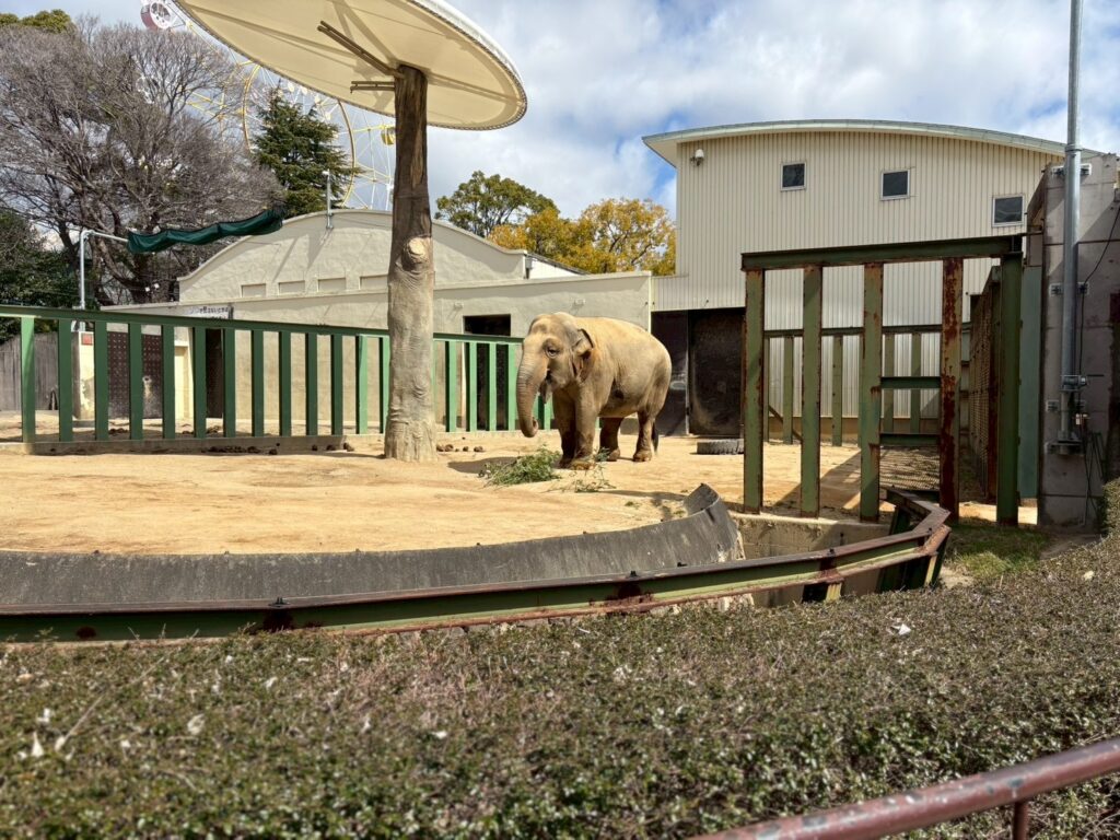 神戸市立王子動物園のゾウ