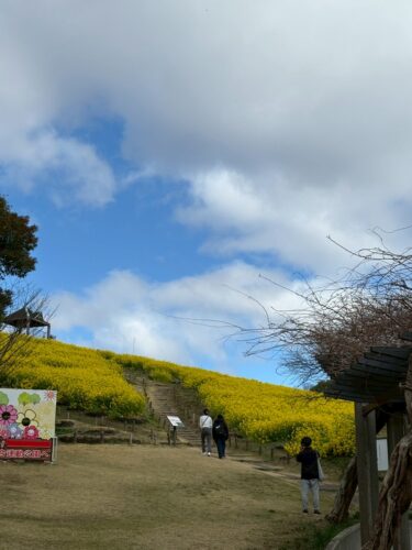 総合運動公園の菜の花畑
