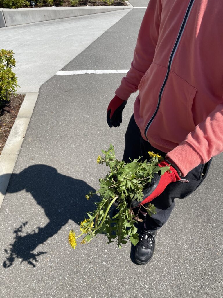 根っこから採れた雑草を見せてくれるメンバーの姿