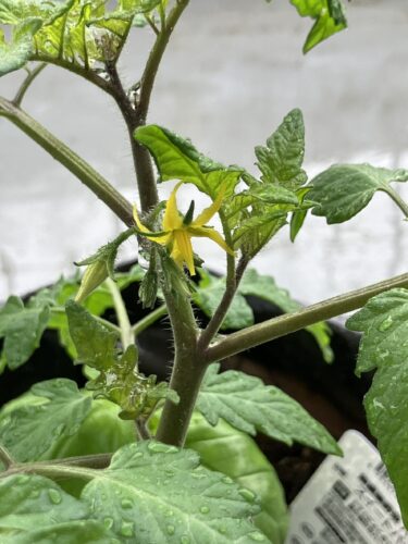 植えたトマトに花が咲いた様子